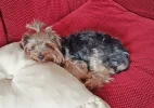 arf_arf.webp
