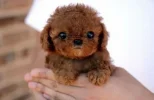 infocute.webp