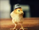 Cute-Baby-Chickens-Wearing-Knit-Hats2.webp