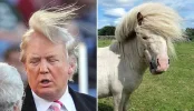 donald-trump-pony.webp