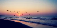 playa-con-gaviotas.webp