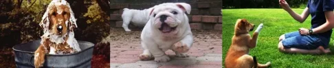 Perros.webp