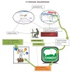 Social Signos graph1.webp