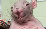 wombat-bebe-p.webp