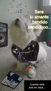 bandido.webp