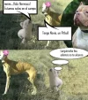 bandido-campo.webp