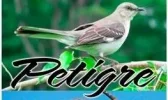 petigre-5.webp