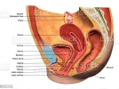 vaginalmentess.webp