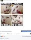 gatos.webp gatos.webp