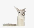 149-1492531_meme-llama-png-picture-freeuse-download-llama.webp