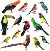Birds  (2).webp