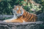 animal-1868911_640.webp
