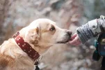 dog-1861839_640.webp