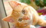 normas-de-higiene-en-los-gatos-1-485x300.webp