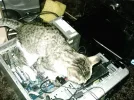 gato2.webp
