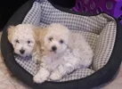 doggys.webp