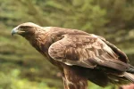 1200px-Aquila_chrysaetos_Flickr.webp
