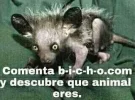 aaa.webp