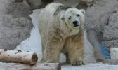 oso-polar-mendoza-503x300.webp