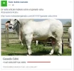 todo sobre ganado.webp todo sobre ganado.webp