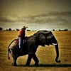 cowboy-elefante.webp