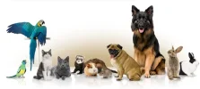 Animales.webp