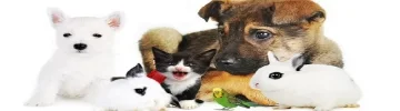 mascotas.webp