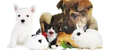 mascotas.webp