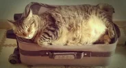 Condiciones-para-emigrar-con-mi-gato.webp
