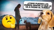 Como-los-perros-sabran-que-le-pasara-al-dueño.webp