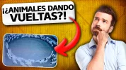 Miniatura-1-Animales-Dando-Vueltas.webp