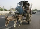 transportation-donkey.webp