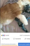 comaprtidas 33.webp