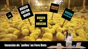 invasion de pollos.jpg invasion de pollos.jpg