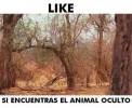 animal_oculto.webp
