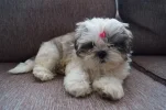 lulu 006.webp