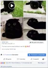 9ZHVvZz.webp