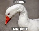 odwzp6.webp