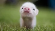 cerdo-bebe.webp cerdo-bebe.webp