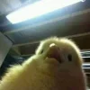 35489461_1376987029112090_1849616013776125952_n.webp