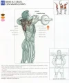 trapecio1.webp