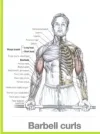 biceps-workouts.jpg