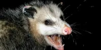 scary-opossum.webp