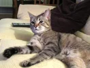 New Cat.webp