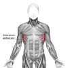 Serratus_anterior.webp