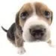 ElPerro