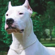 dogo