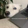 albert20shh