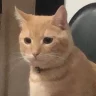 tostad0r