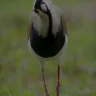 ubuntero